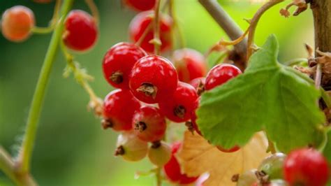 Groseillier en pleine fructification