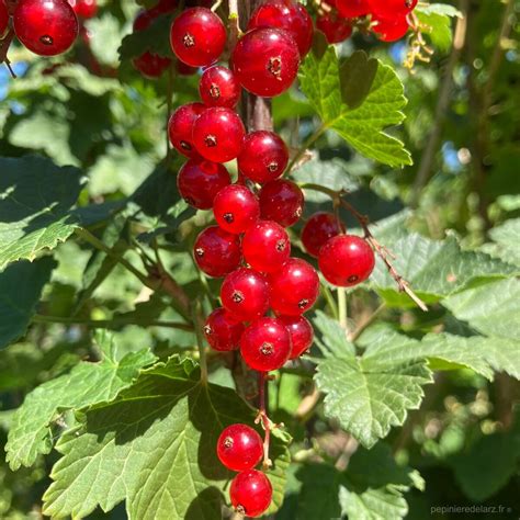 Gros plans sur des grappes de groseilles mûres