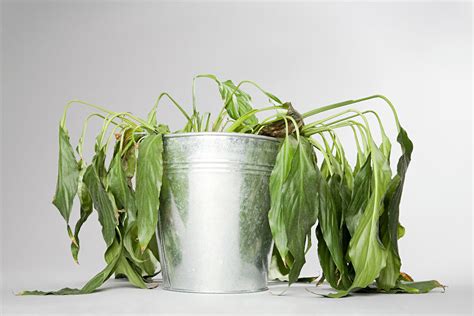 Plante en mauvaise santé