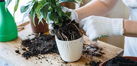 Rempotage d'une plante