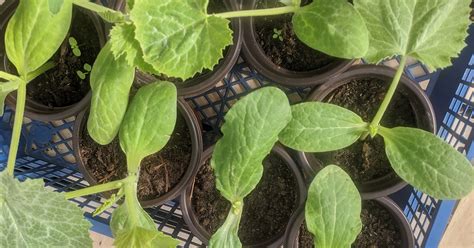 Plan de jardin avec des pieds de courgettes en pleine croissance