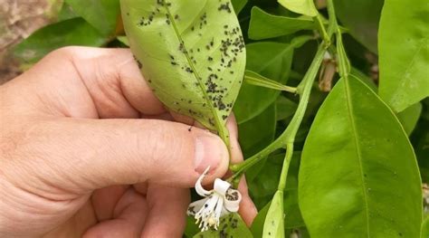 pucerons sur le revers d'une feuille de citronnier