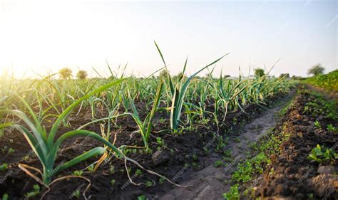 Champ de poireaux bien entretenus dans un potager familial