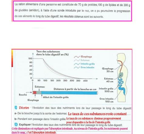 Graphique montrant l'absorption des nutriments NPK par le poireau au cours de sa croissance