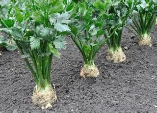 Champ de panais au potager