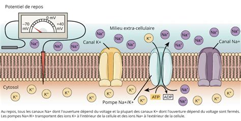 Infographie illustrant le mécanisme d'action des ions Cu2+ sur la membrane d'une spore de mildiou