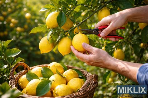 Récolte de citrons verts frais sur un arbuste en bac