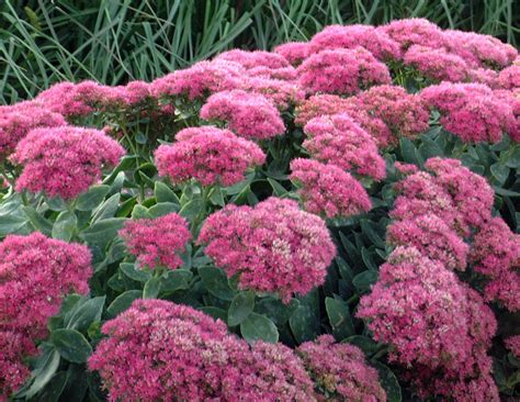 Massif de Sedum spectabile en pleine floraison automnale