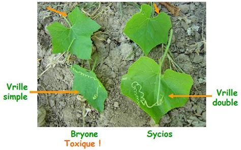 Différenciation entre Sicyos et Bryone