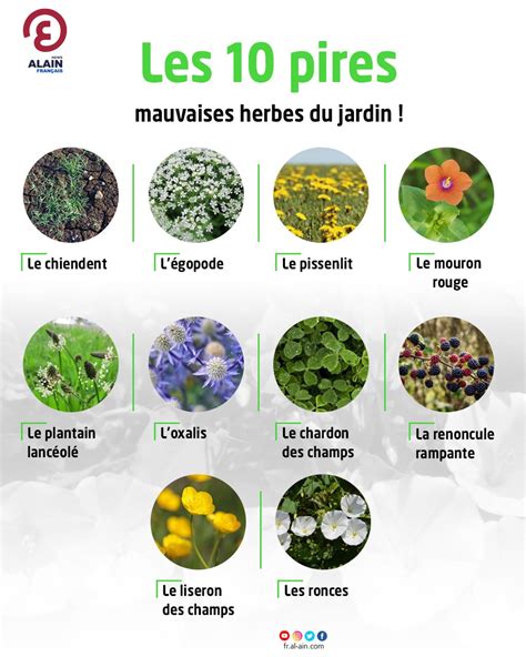 Schéma des différents types de mauvaises herbes selon le lieu