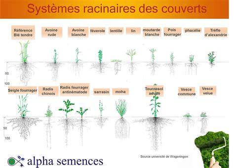 Schéma explicatif des composants d'un bonsaï et de son système racinaire en pot
