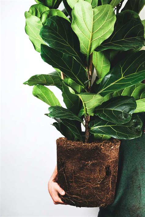 Illustration montrant un Ficus lyrata sain avec une silhouette équilibrée et des feuilles brillantes