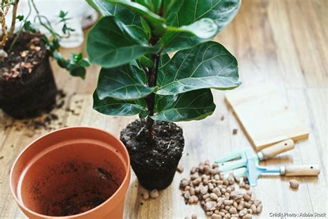 Infographie montrant les étapes du rempotage du Ficus lyrata