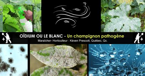 Illustration montrant les symptômes caractéristiques de l'oïdium sur des feuilles d'arbustes