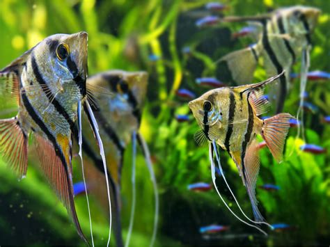 Panorama d'un aquarium amazonien avec des scalaires et une végétation luxuriante