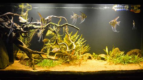 Exemple d'un bac amazonien équilibré avec plantes de surface et racines