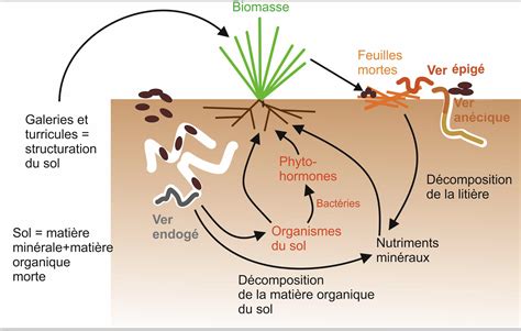 Schéma simplifié de la vie biologique dans le sol