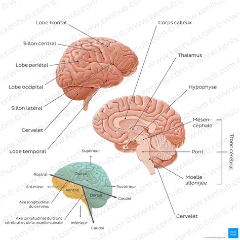 Comparaison visuelle entre une lame ventrale et une lame hélicoïdale