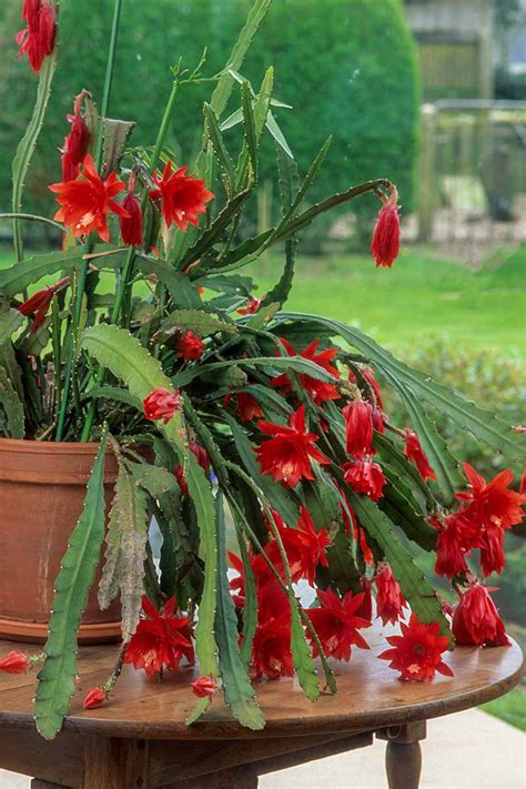 Epiphyllum fleuri en pot