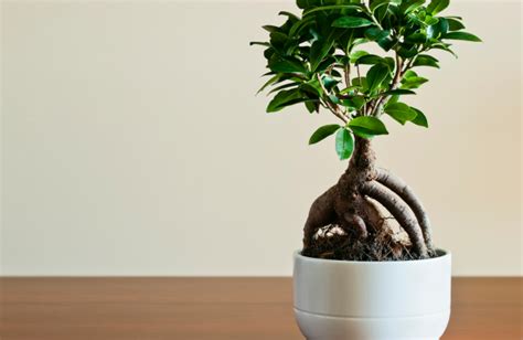 Illustration d'un bonsaï Ficus bien entretenu dans un intérieur lumineux