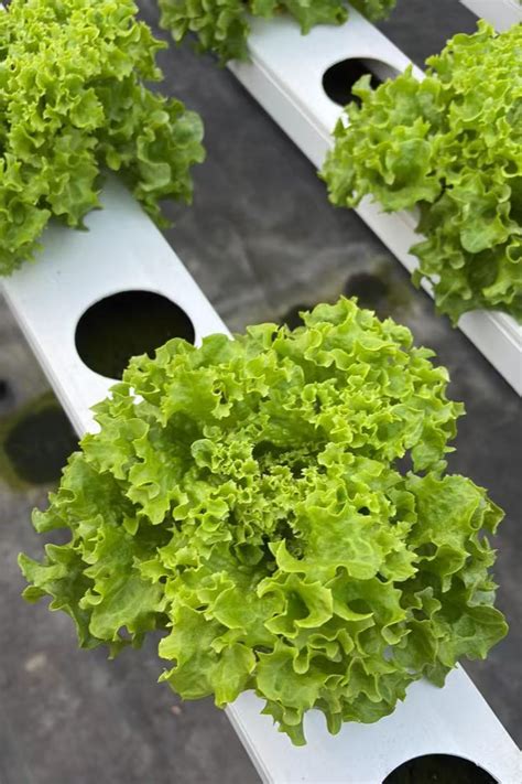 Planche de laitues hydroponiques en système NFT