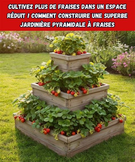 Plantes de fraises hydroponiques dans un système vertical