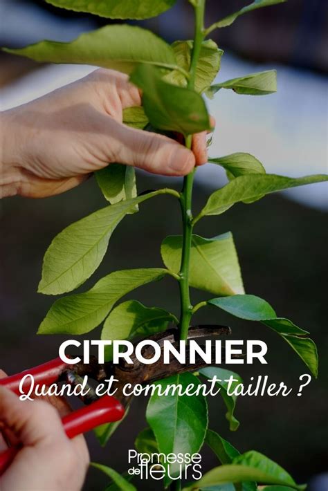 Affiche stylisée représentant un citronnier divisé par une ligne de démarcation