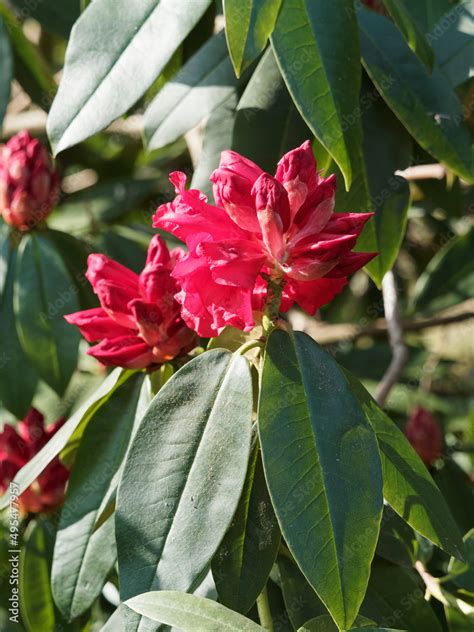 gros plan sur une fleur de rhododendron