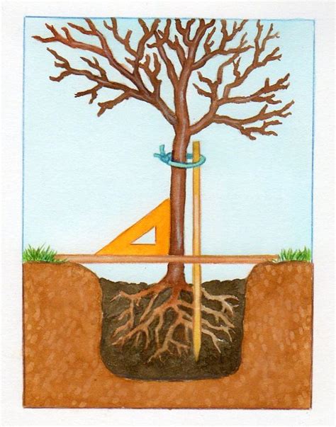 Schéma illustrant le balancement d'un jeune arbre sans tuteur contre un arbre stabilisé avec une sangle en caoutchouc