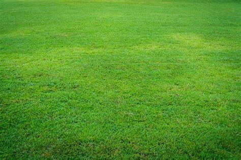Illustration d'un jardin gazon vert et dense