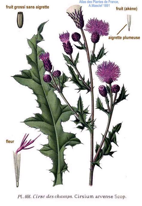 Illustration d'un champ envahi par des chardons des champs (Cirsium arvense) en période estivale