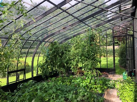 Schéma illustrant une serre de jardin moderne avec un système de ventilation et des plants de tomates tuteurés.
