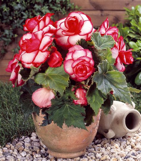 Bégonia Bouton de Rose en pleine floraison