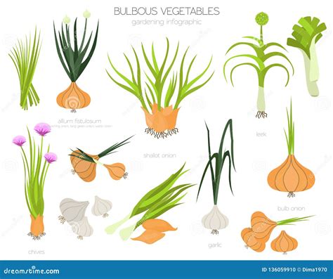 Illustration de divers légumes bulbes : oignon, ail, échalote, poireau, fenouil.