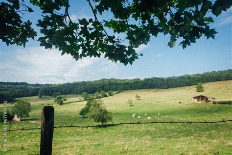 Paysage verdoyant typique de la campagne normande avec des vaches dans un pré