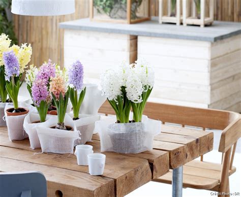 Jacinthe en pot fleurie sur une table de salon