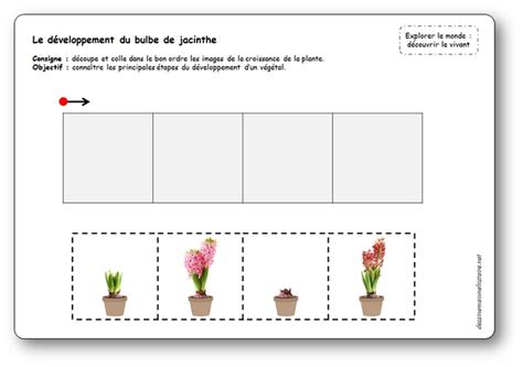 Schéma illustrant le cycle annuel de croissance du bulbe de jacinthe