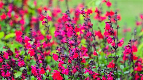 jardin fleuri avec différentes variétés de sauges ornementales colorées