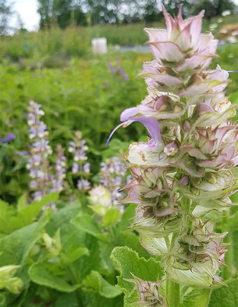 gros plan sur les épis floraux de la sauge microphylla
