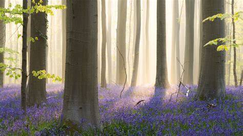 Jacinthes des bois en fleurs sous des arbres