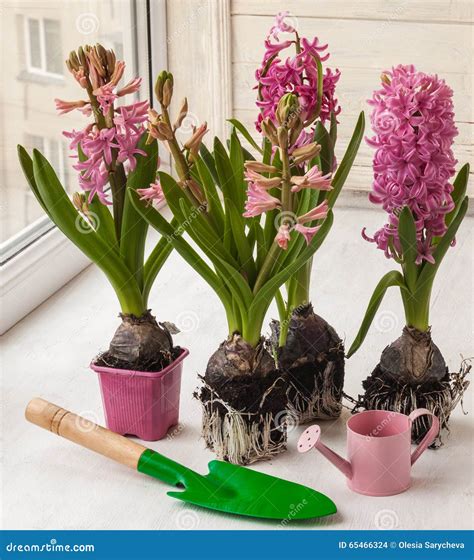 Jacinthe forcée en pot sur un rebord de fenêtre