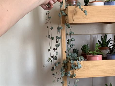 Illustration d'une suspension de Ceropegia woodii avec ses tiges tombantes
