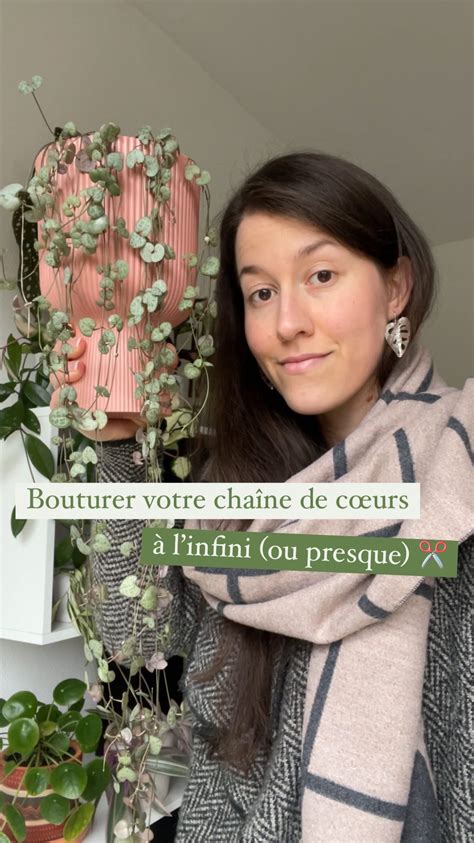 Schéma expliquant l'emplacement des nœuds sur une tige de Ceropegia