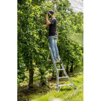Une échelle fruitière coulissante en action dans un verger