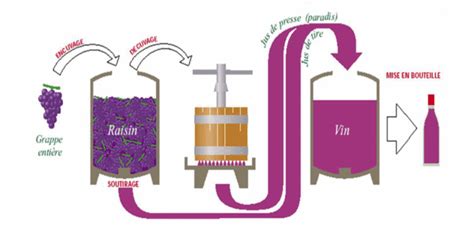 Infographie comparant les cycles de préparation entre purin, macération et infusion