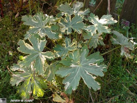 gros plan sur le feuillage panaché d'un géranium lierre de la variété Elegance