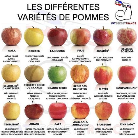 Variétés de pommes avec différentes couleurs et formes