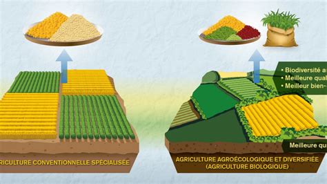 Comparaison entre agriculture biologique et agroécologie