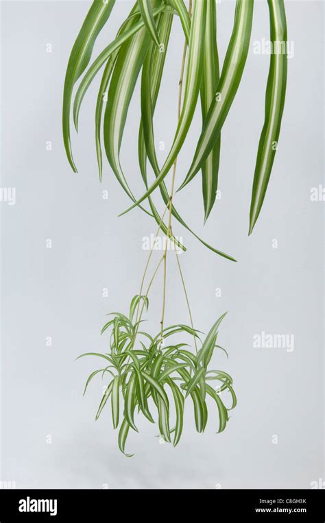 Plante araignée (Chlorophytum comosum) avec ses stolons et bébés