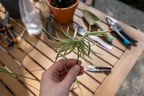 Outils de bouturage et sélection d'un rejet de Chlorophytum